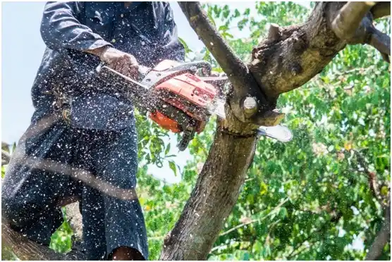 tree services Pardeesville